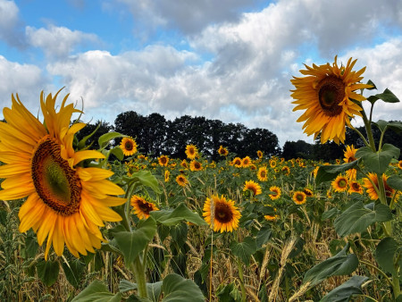 Zonnebloemenland van Magnus 2026